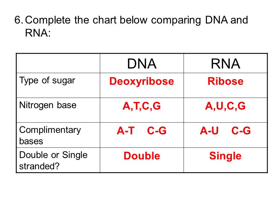 Complete The Following Chart Comparing Dna And Rna
