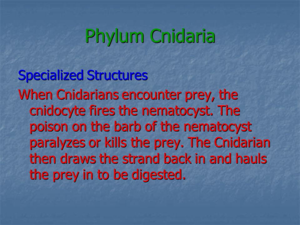Phylum Cnidaria Specialized Structures