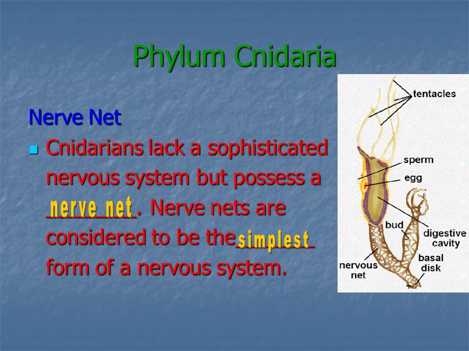 Phylum Cnidaria Nerve Net Cnidarians lack a sophisticated