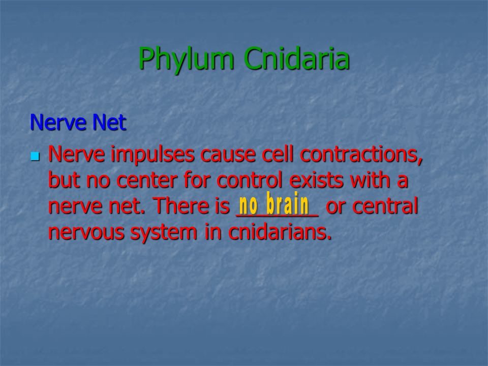 Phylum Cnidaria Nerve Net