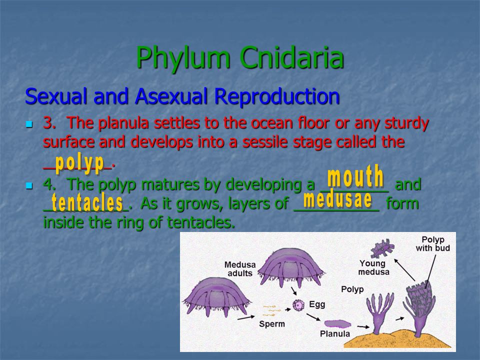Phylum Cnidaria Sexual and Asexual Reproduction
