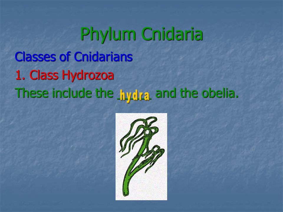 Phylum Cnidaria Classes of Cnidarians 1. Class Hydrozoa