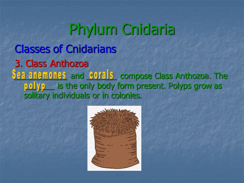 Phylum Cnidaria Classes of Cnidarians 3. Class Anthozoa