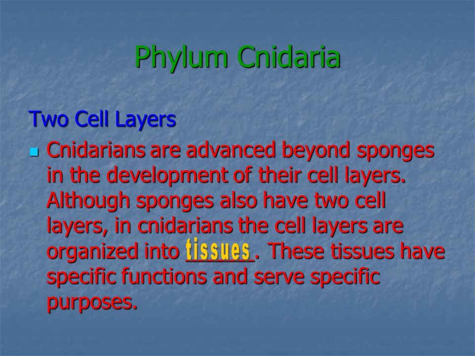 Phylum Cnidaria Two Cell Layers