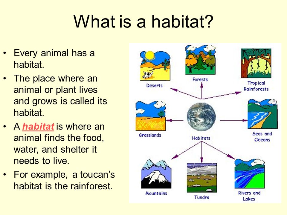 Habitats for Plants and Animals by Denise Carroll - ppt video online  download