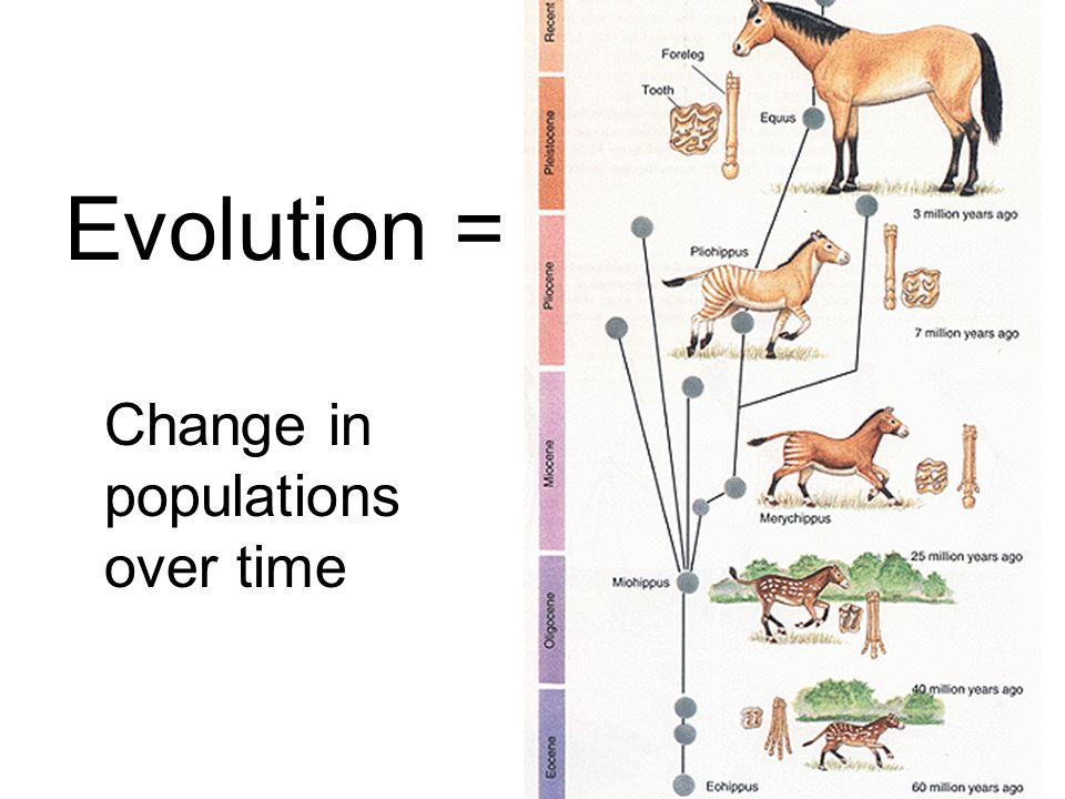 Image result for evolution, change over time