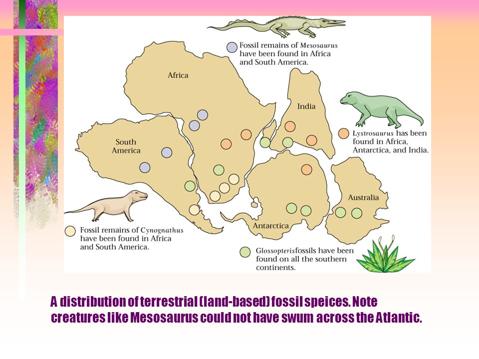 A distribution of terrestrial (land-based) fossil speices