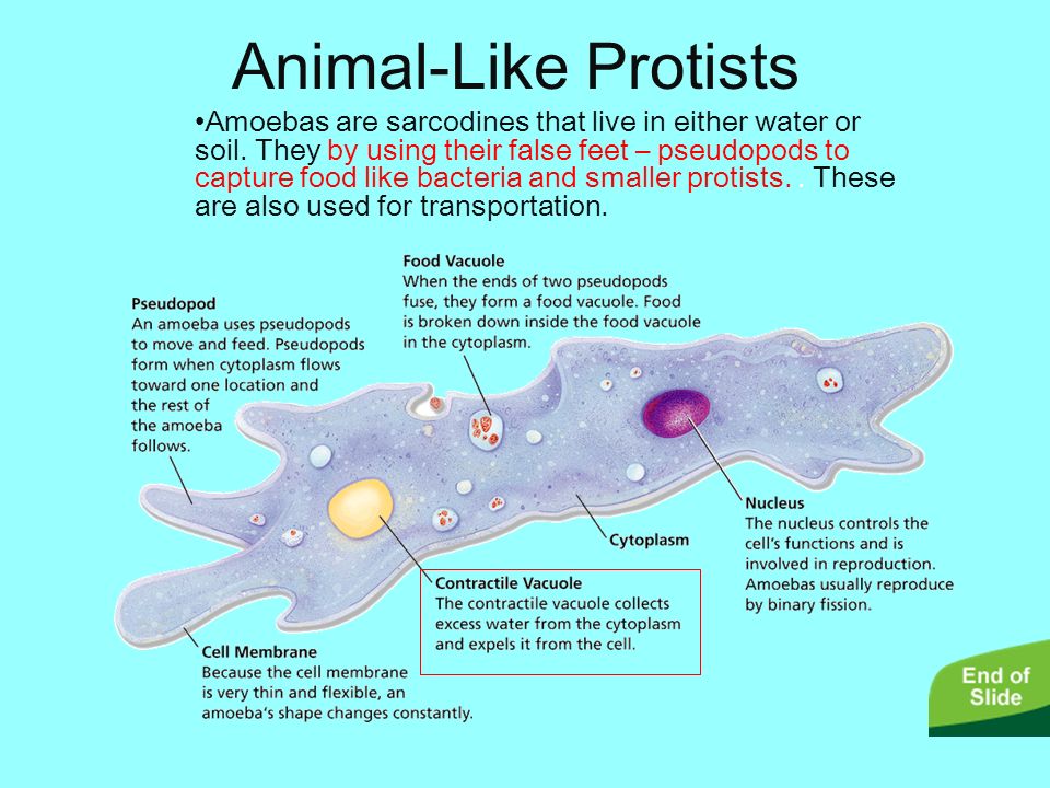 Protists Paramecium, amoebas, Euglena, Hydra. - ppt video online download