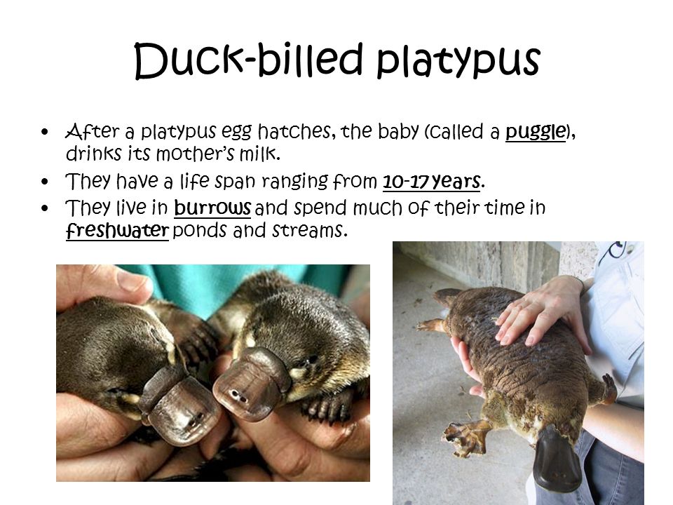 Monotremes Spiny Anteater Duck Billed Platypus Ppt Video Online Download Monotremes Spiny Anteater Duck Billed Platypus Ppt Video Online Download