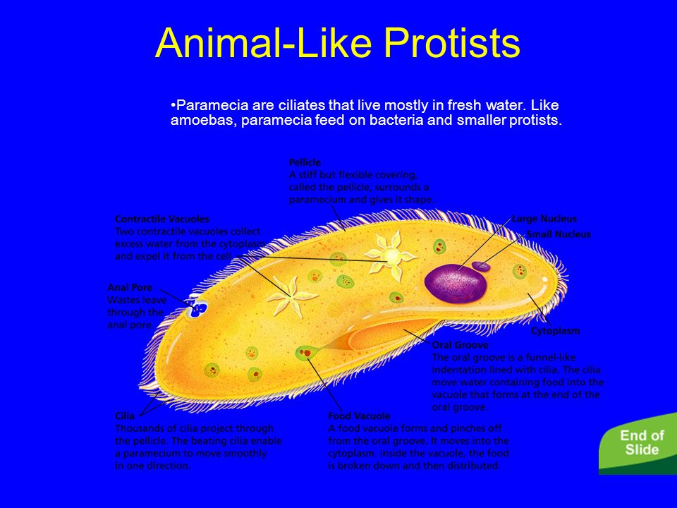 Protists Paramecium, amoebas, Euglena, Hydra. - ppt download
