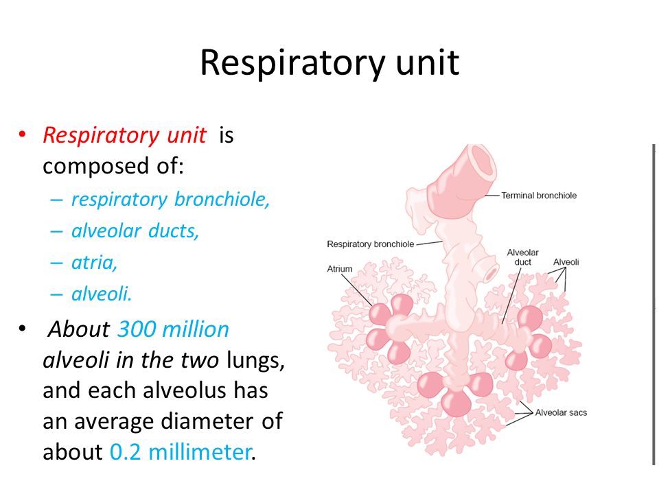 atria in respiratory unit