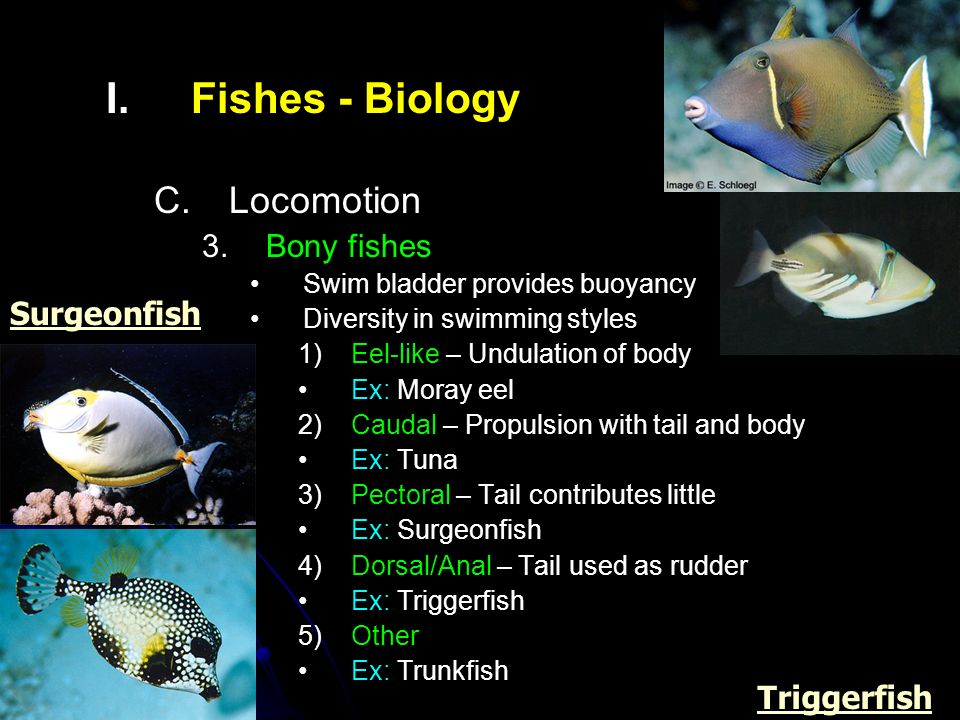 Рыбы биология 2 класс