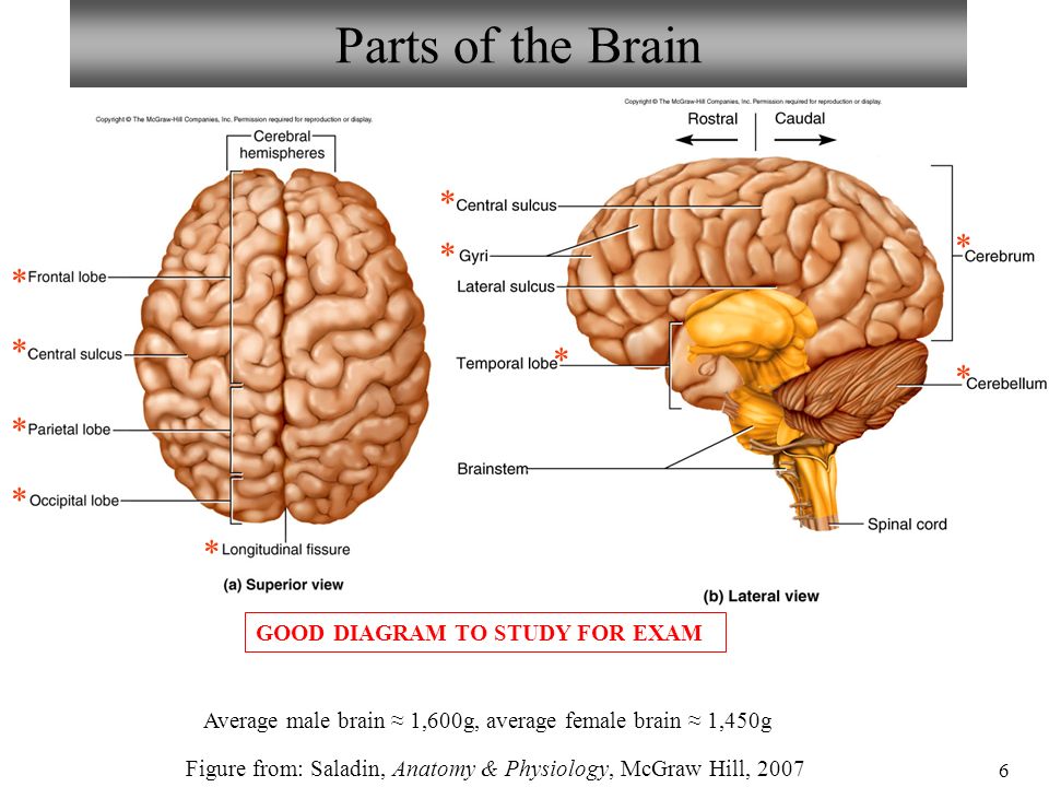 Neuron/Spinal Cord Histology Brain Anatomy Sheep Brain ...