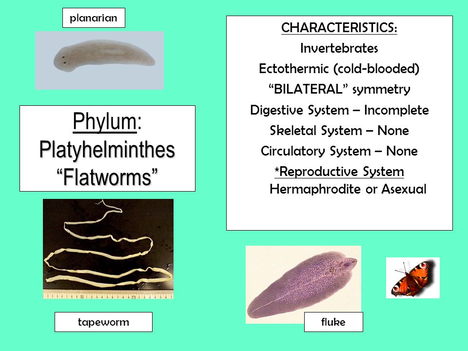 platyhelminthes ectotherm sau endotherm)