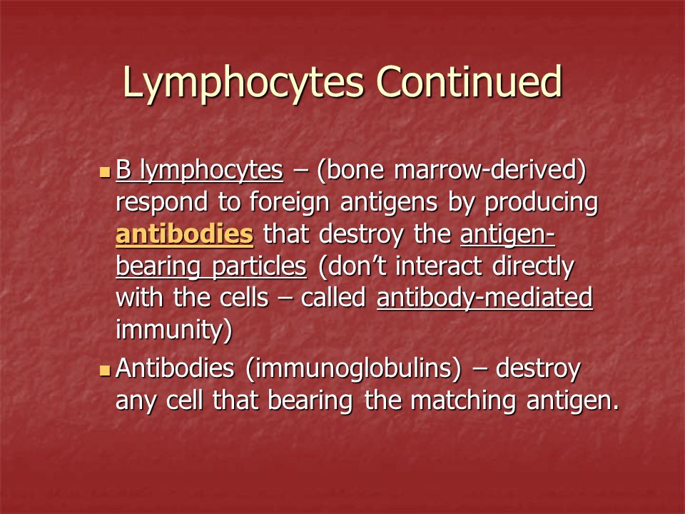 Lymphocytes Continued