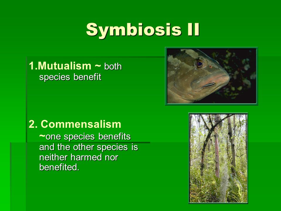 Symbiosis II 1.Mutualism ~ both species benefit