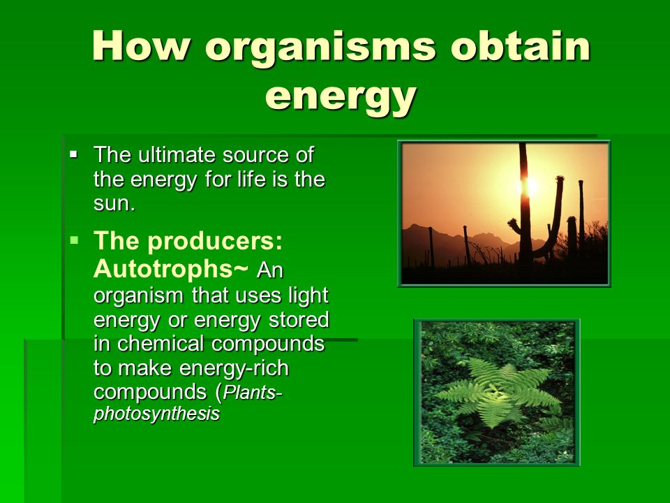 How organisms obtain energy