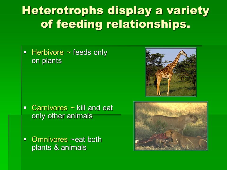 Heterotrophs display a variety of feeding relationships.
