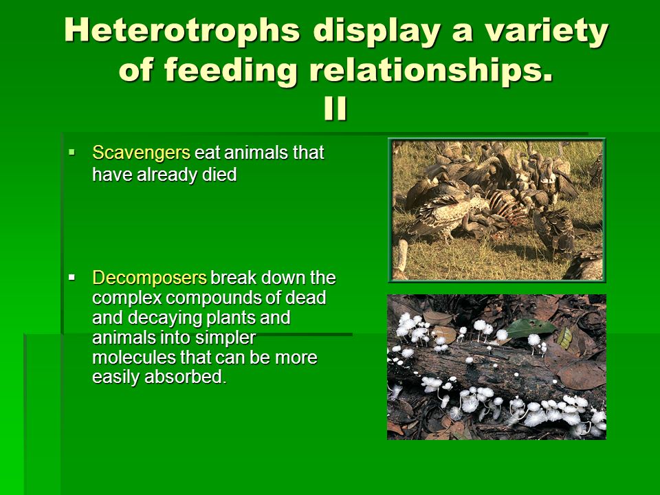 Heterotrophs display a variety of feeding relationships. II