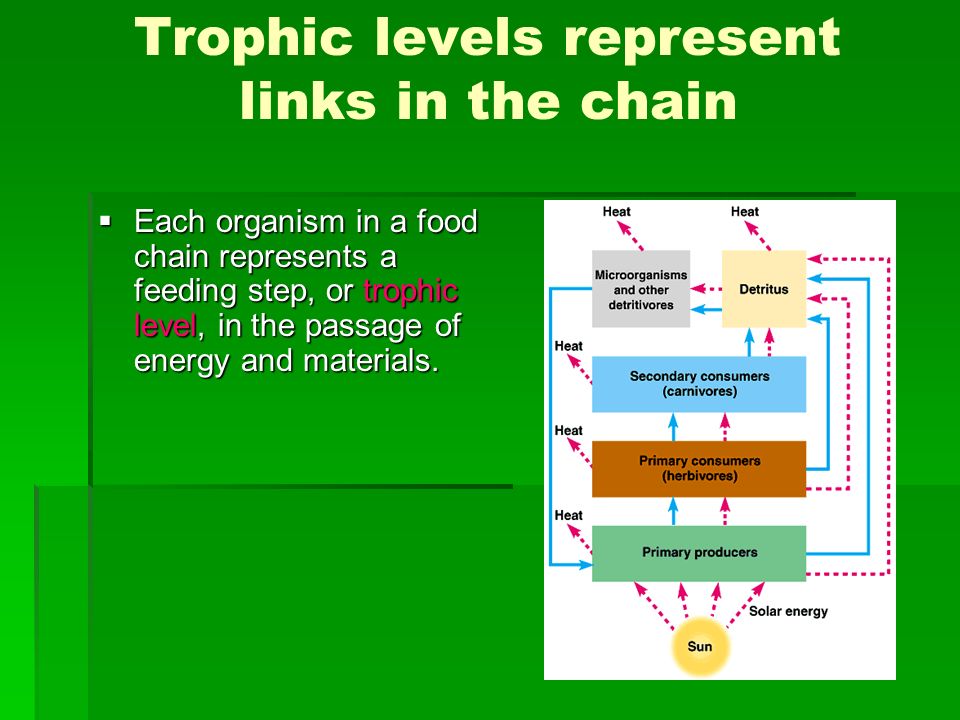 Trophic levels represent links in the chain