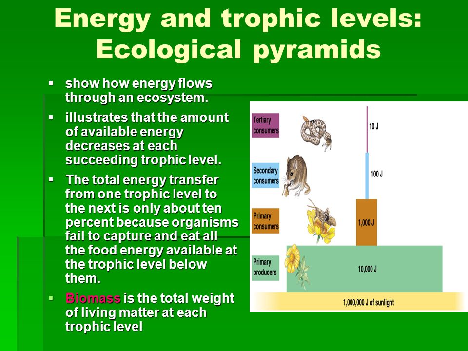 Energy and trophic levels: Ecological pyramids