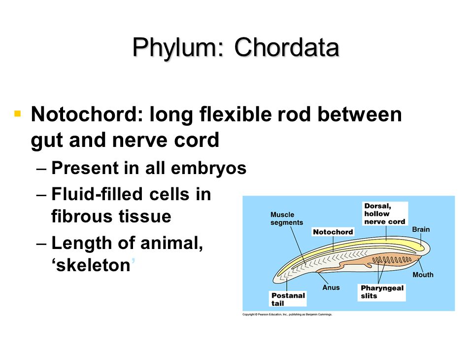 Phylum: Chordata Deuterostomes Notochord Dorsal, hollow nerve cord - ppt  video online download