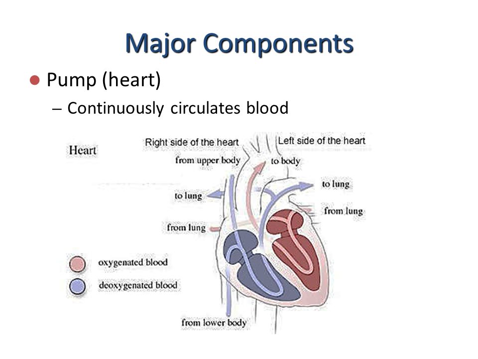Major Components Pump (heart) Continuously circulates blood