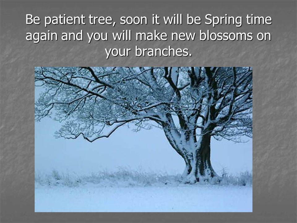 Be patient tree, soon it will be Spring time again and you will make new blossoms on your branches.