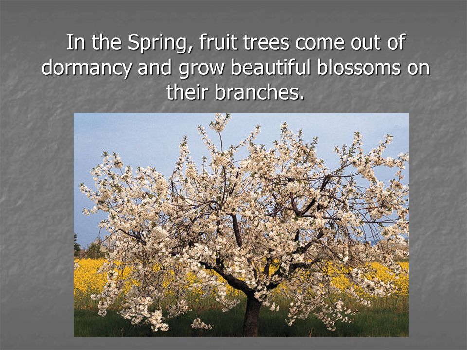 In the Spring, fruit trees come out of dormancy and grow beautiful blossoms on their branches.