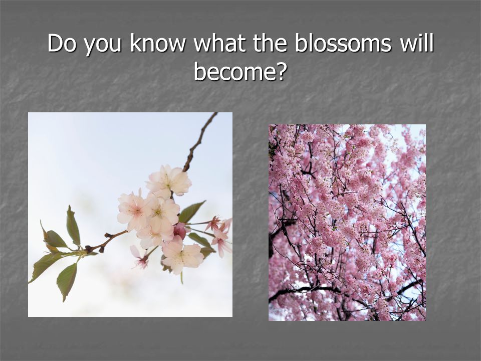 Do you know what the blossoms will become