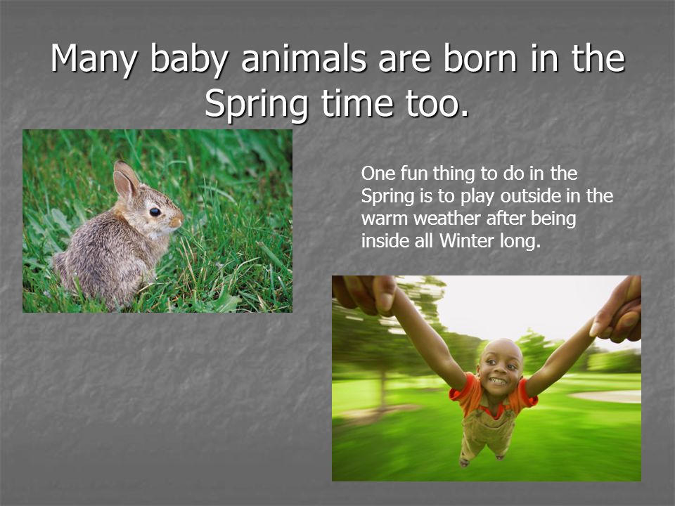Many baby animals are born in the Spring time too.