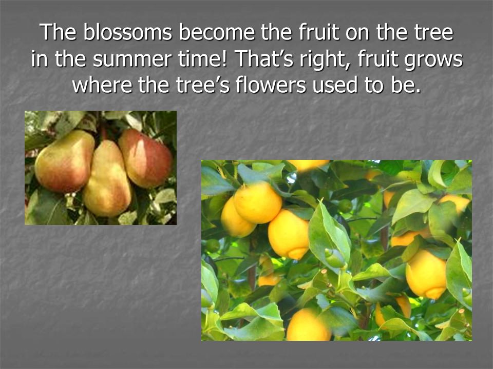 The blossoms become the fruit on the tree in the summer time