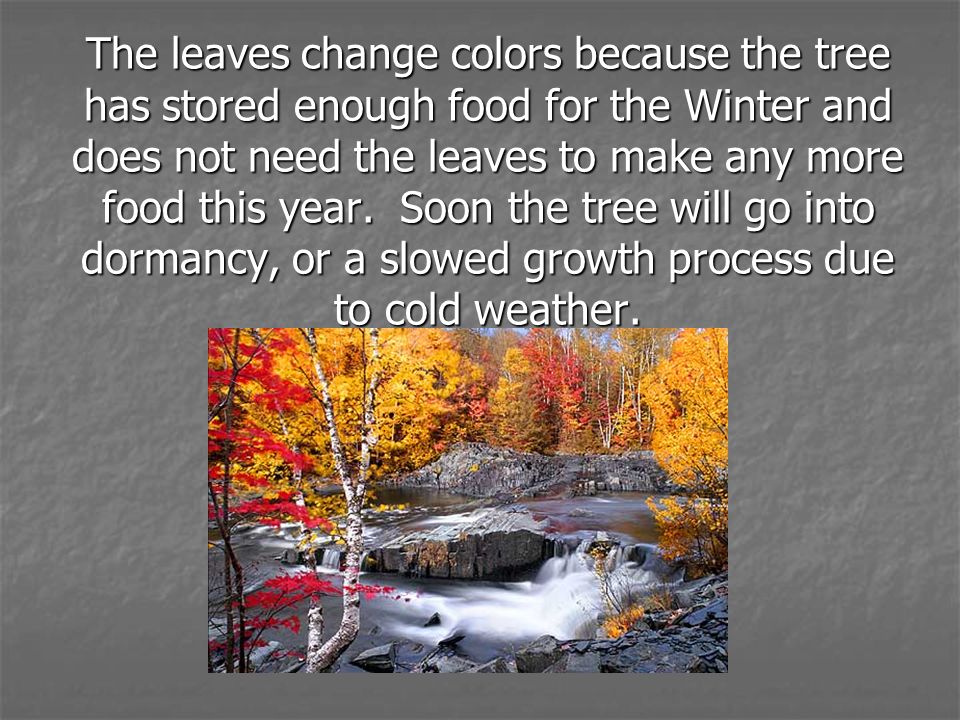 The leaves change colors because the tree has stored enough food for the Winter and does not need the leaves to make any more food this year.
