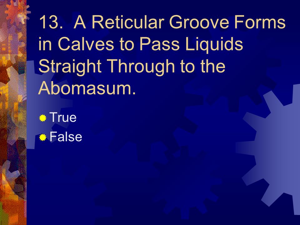 13. A Reticular Groove Forms in Calves to Pass Liquids Straight Through to the Abomasum.