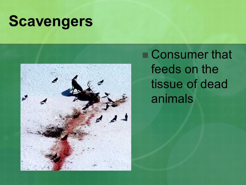 Scavengers Consumer that feeds on the tissue of dead animals