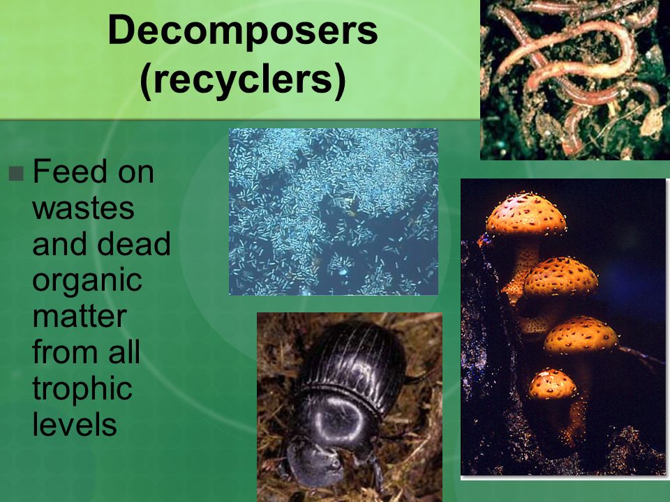 Decomposers (recyclers)