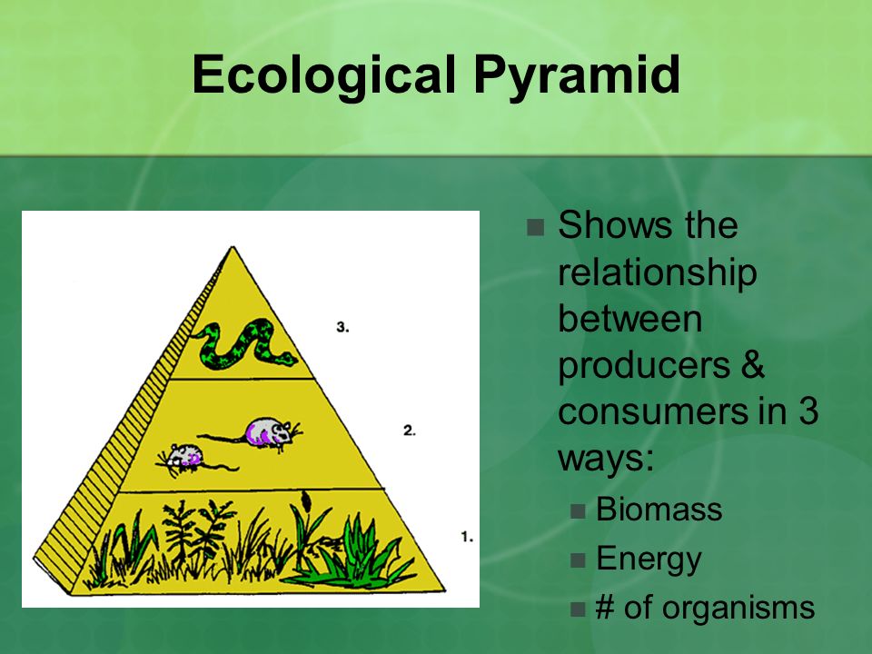 Ecological Pyramid Shows the relationship between producers & consumers in 3 ways: Biomass. Energy.