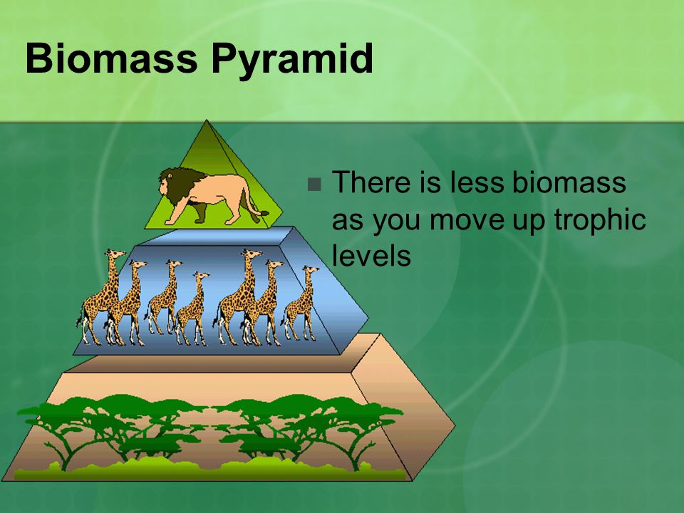 Biomass Pyramid There is less biomass as you move up trophic levels