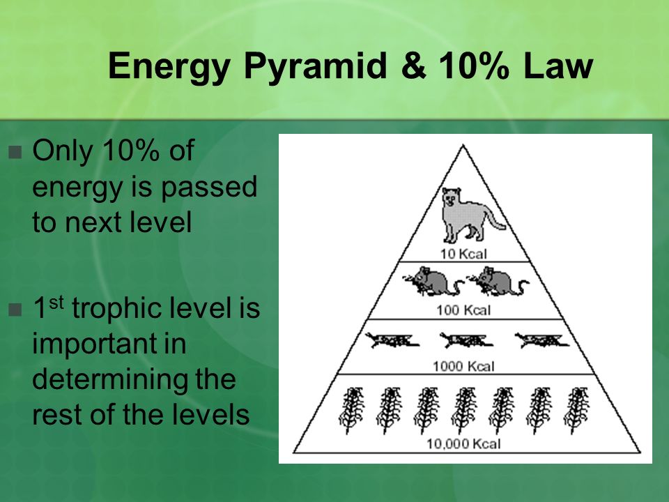 Energy Pyramid & 10% Law Only 10% of energy is passed to next level
