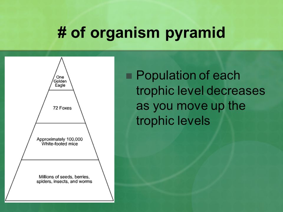 # of organism pyramid Population of each trophic level decreases as you move up the trophic levels