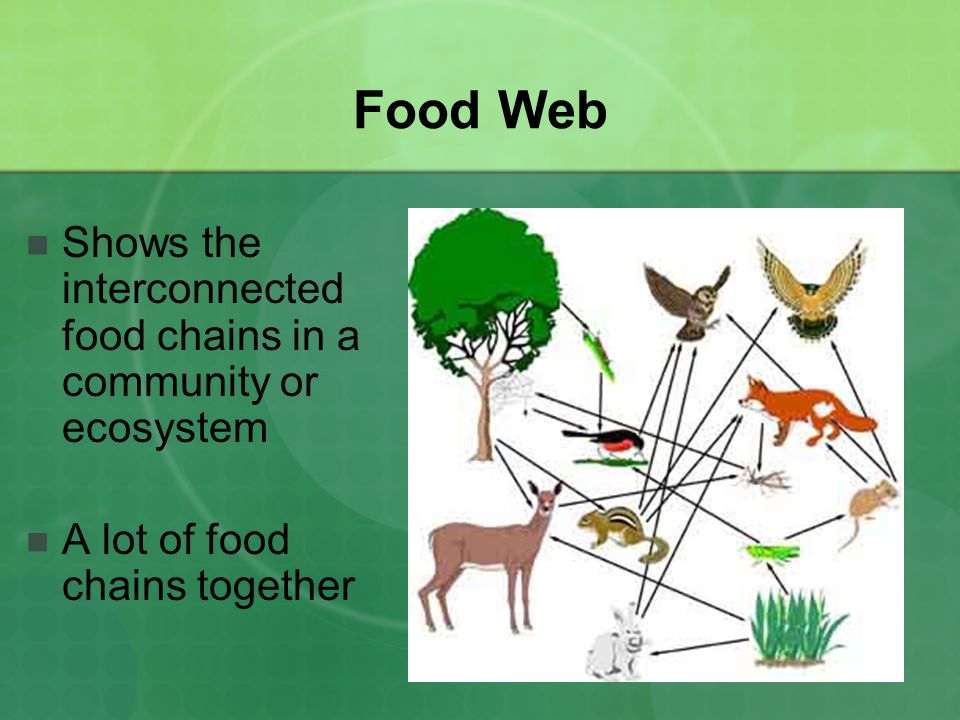 Food Web Shows the interconnected food chains in a community or ecosystem.