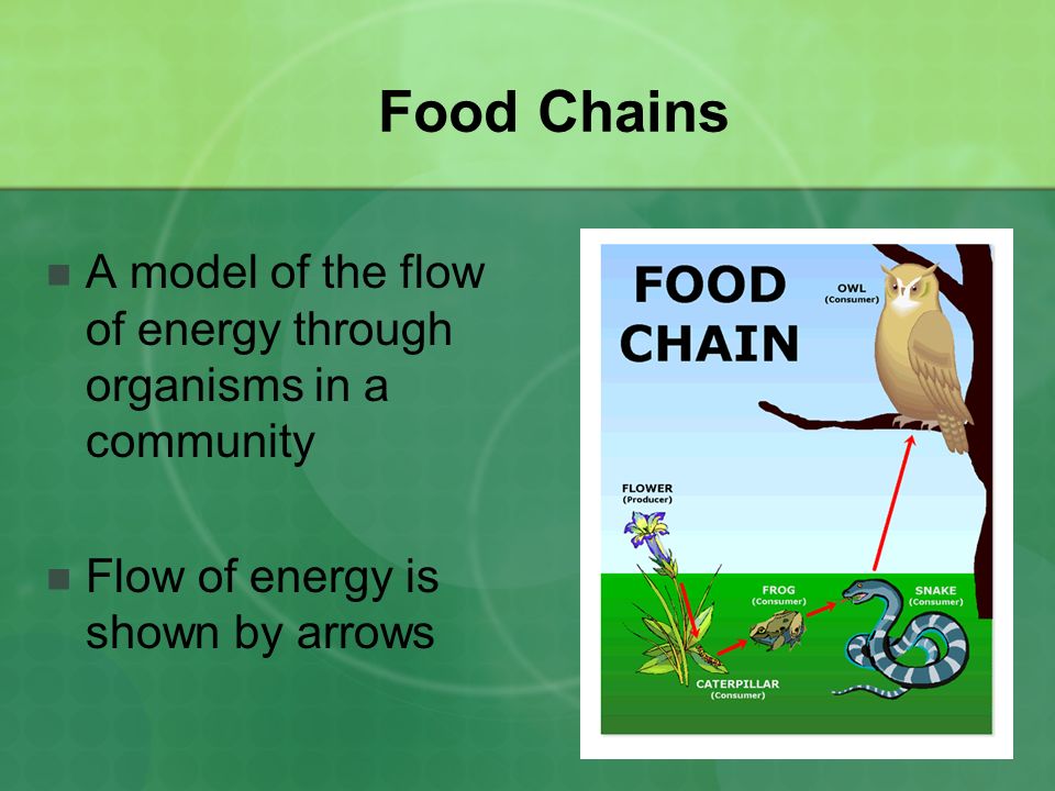Food Chains A model of the flow of energy through organisms in a community.