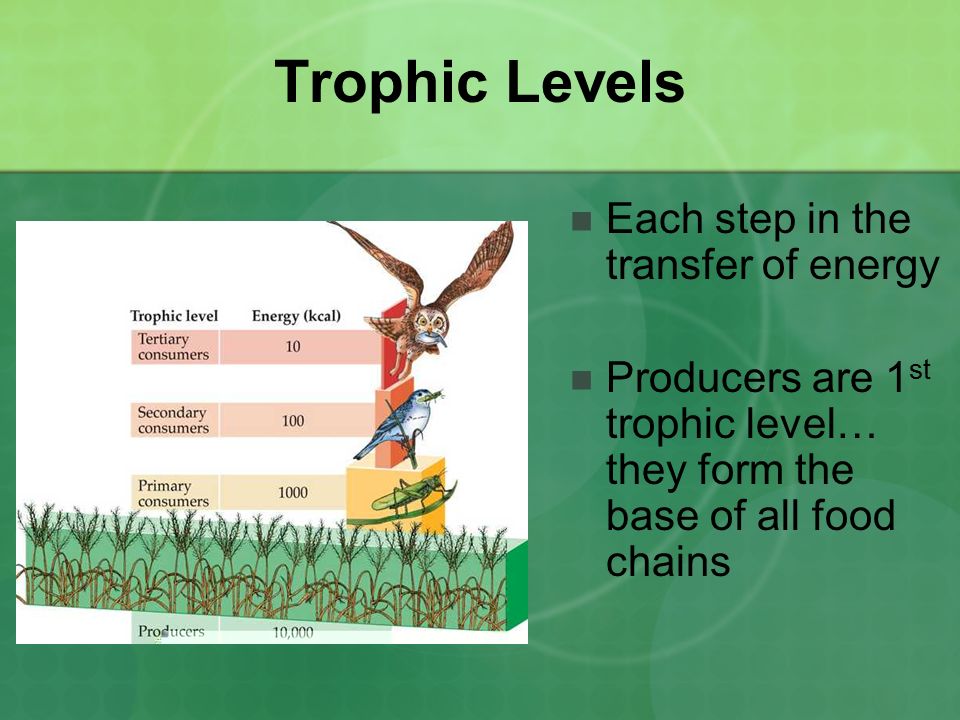 Trophic Levels Each step in the transfer of energy