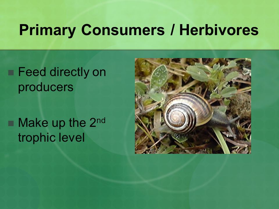 Primary Consumers / Herbivores
