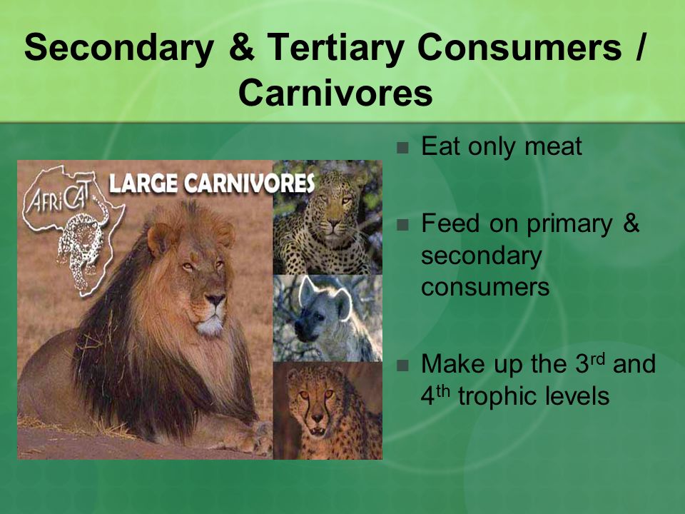Secondary & Tertiary Consumers / Carnivores