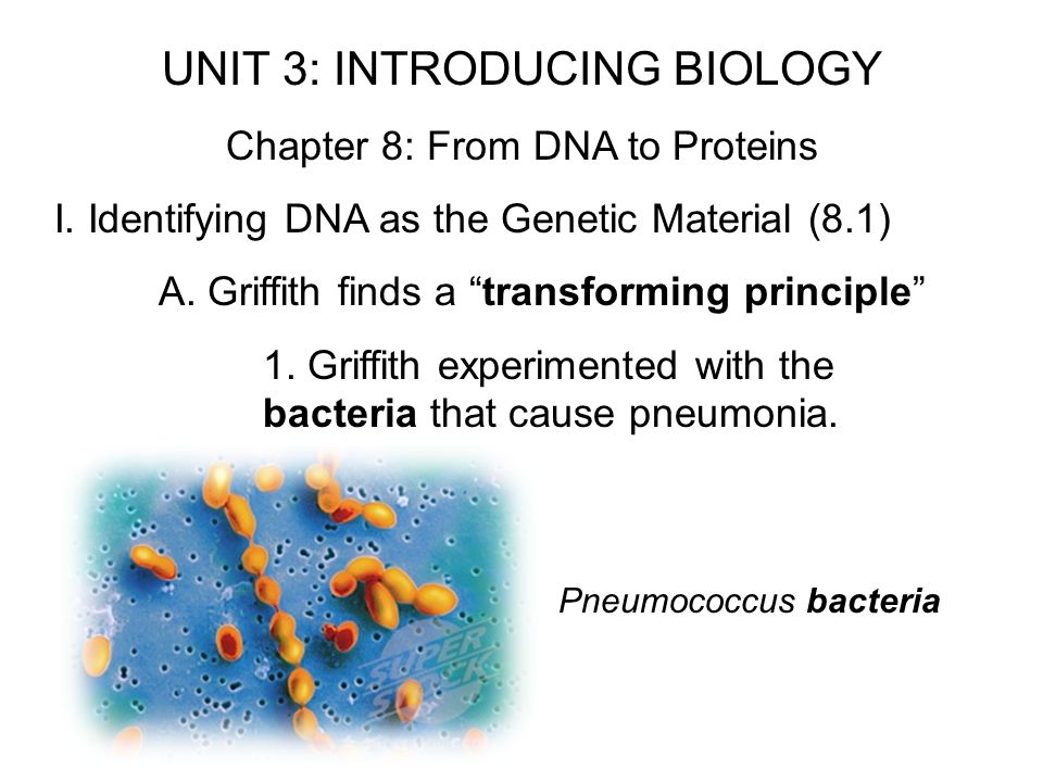 Chapter 8 From Dna To Proteins Ppt Video Online Download