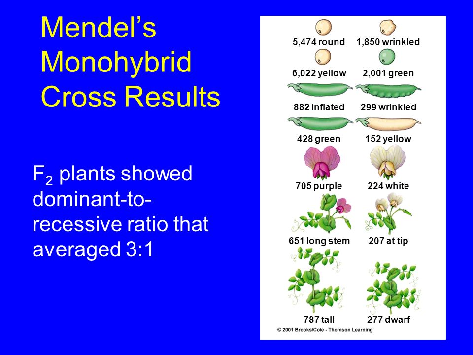 Герб Менделя. Monohybrid. Monohybrid Crossing Vegetables. Моногибрид дегеніміз не.