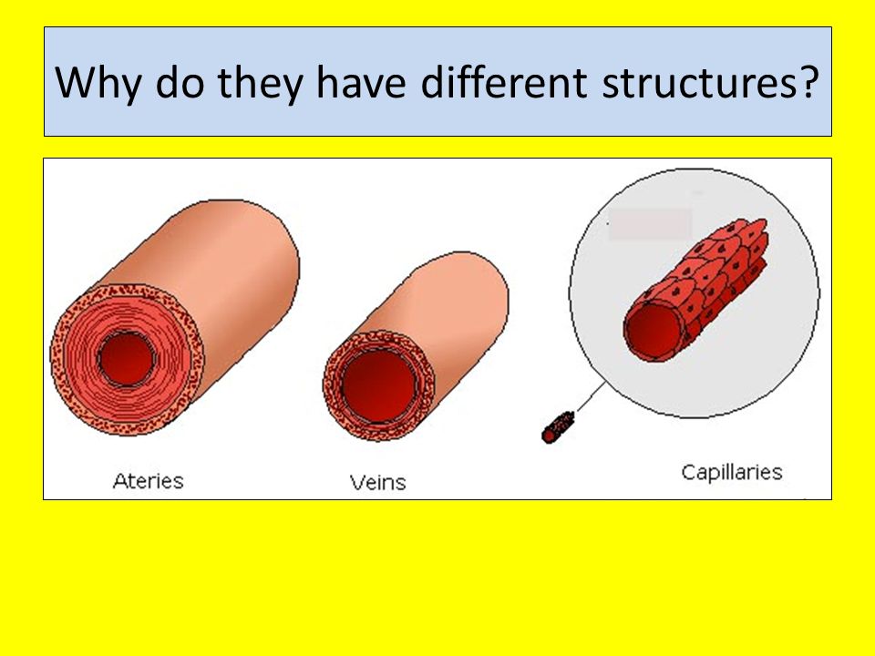 Why do they have different structures