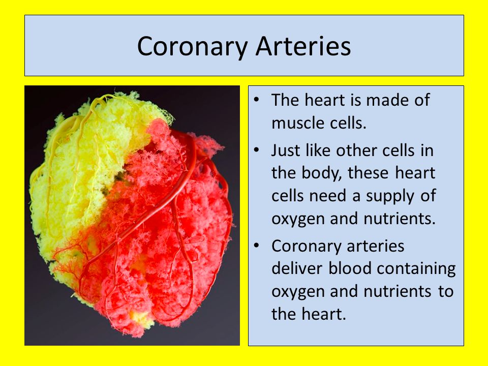 Coronary Arteries The heart is made of muscle cells.
