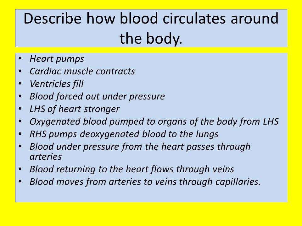 Describe how blood circulates around the body.